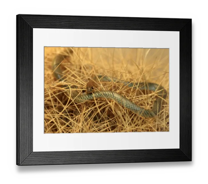 Framed Print : Yellow-faced Whipsnake (Demansia psammophis) adult, climbing amongst dry stems, Outback, Northern Territory, Australia Framed Print : Yellow-faced Whipsnake (Demansia psammophis) adult, climbing amongst dry stems, Outback, Northern Territory, Australia