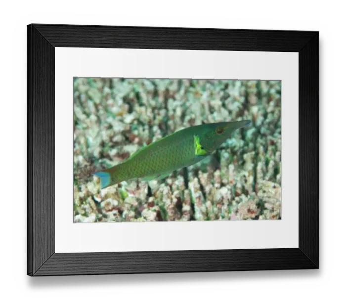 Framed Print : Bird Wrasse (Gomphosus varius) adult, swimming over reef, Sipadan Island, Sabah, Borneo, Malaysia Framed Print : Bird Wrasse (Gomphosus varius) adult, swimming over reef, Sipadan Island, Sabah, Borneo, Malaysia