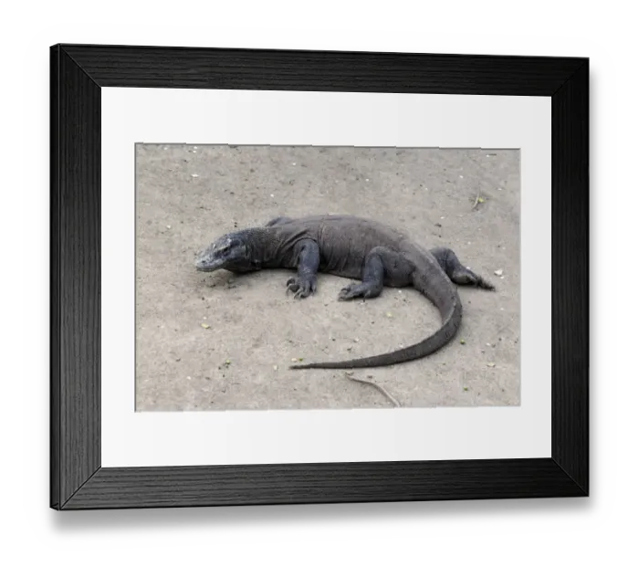 Framed Print : Komodo Dragon (Varanus komodensis) adult, resting, Komodo N. P. Komodo Island, Lesser Sunda Islands, Indonesia, march Framed Print : Komodo Dragon (Varanus komodensis) adult, resting, Komodo N. P. Komodo Island, Lesser Sunda Islands, Indonesia, march