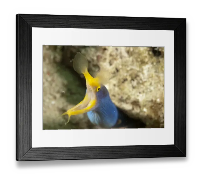Framed Print : Blue Ribbon Eel (Rhinomuraena quaesita) adult, close-up of head, with mouth open, Mabul Island, Sabah, Borneo, Malaysia