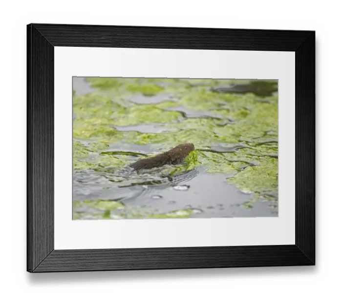 Framed Print : Water Vole (Arvicola terrestris) adult, swimming, carrying waterweed in mouth, Norfolk, England, august Framed Print : Water Vole (Arvicola terrestris) adult, swimming, carrying waterweed in mouth, Norfolk, England, august