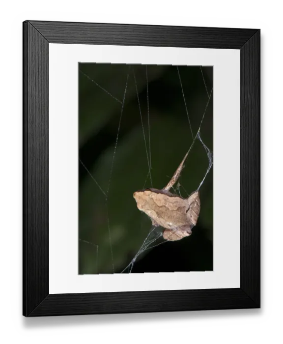 Framed Print : Sheep Frog (Hamptophryne boliviana) adult, caught in Orb-weaver Spider (Araneidae sp. ) web Framed Print : Sheep Frog (Hamptophryne boliviana) adult, caught in Orb-weaver Spider (Araneidae sp. ) web