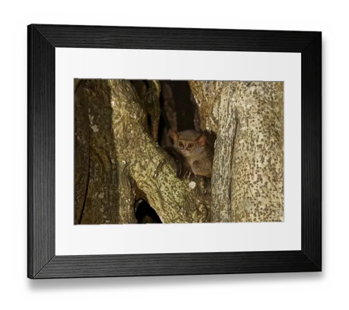 Framed Print : Spectral Tarsier (Tarsius tarsier) adult, sitting in tree at night, Tangkoko Reserve, Sulawesi, Indonesia Framed Print : Spectral Tarsier (Tarsius tarsier) adult, sitting in tree at night, Tangkoko Reserve, Sulawesi, Indonesia