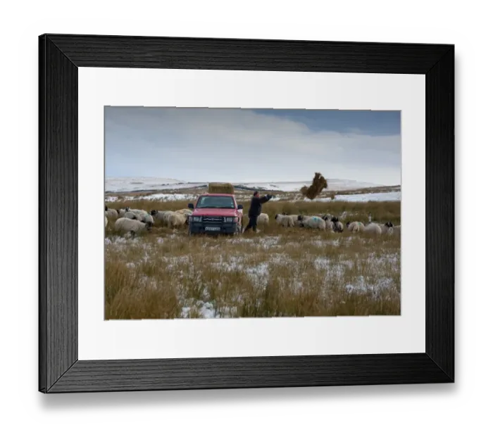 Framed Print : Domestic Sheep, Swaledale ewes, flock being fed hay from Toyota Hilux by farmer, in snow covered upland pasture