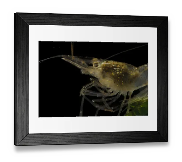 Framed Print : Brackish-water Prawn (Palaemonetes varians) adult, close-up of head, showing serrated edge to carapace Framed Print : Brackish-water Prawn (Palaemonetes varians) adult, close-up of head, showing serrated edge to carapace