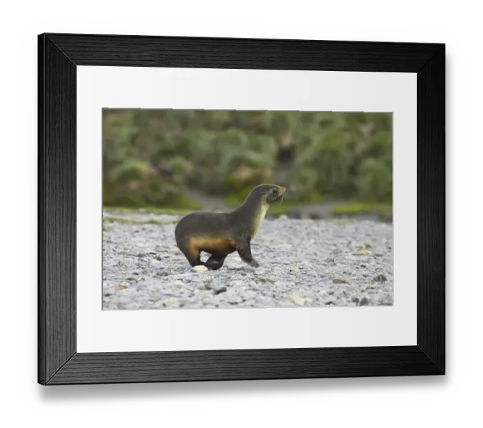 Framed Print : Antarctic Fur Seal (Arctocephalus gazella) pup, walking down to sea during rainfall, Fortuna Bay, South Georgia Framed Print : Antarctic Fur Seal (Arctocephalus gazella) pup, walking down to sea during rainfall, Fortuna Bay, South Georgia