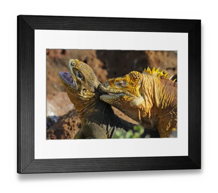 Framed Print : Land Iguana (Conolophus subcristatus) adult pair, mating, male biting neck of female, Galapagos Islands
