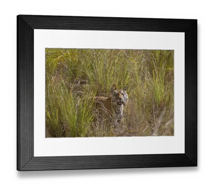 Framed Print : Indian Tiger (Panthera tigris) adult, standing in tall grass, Kanha N. P. Madhya Pradesh, India Framed Print : Indian Tiger (Panthera tigris) adult, standing in tall grass, Kanha N. P. Madhya Pradesh, India