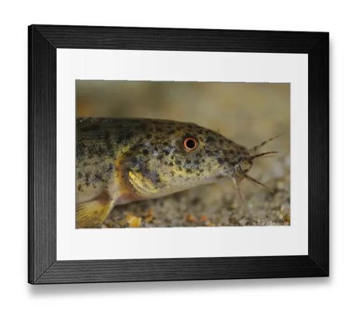 Framed Print : Dojo Loach (Misgurnus anguillicaudatus) introduced species, adult, close-up of head, Italy, september Framed Print : Dojo Loach (Misgurnus anguillicaudatus) introduced species, adult, close-up of head, Italy, september