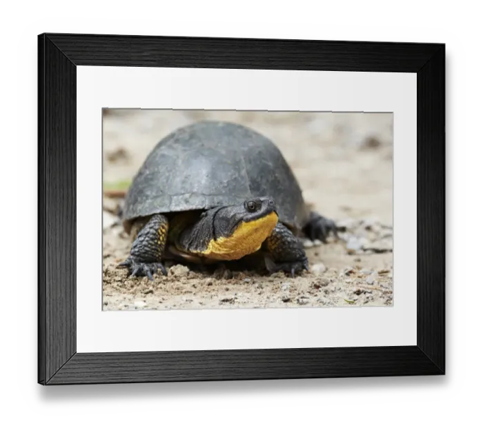 Framed Print : Blandings Turtle (Emydoidea blandingii) adult, resting on sand, North Michigan, U. S. A. june Framed Print : Blandings Turtle (Emydoidea blandingii) adult, resting on sand, North Michigan, U. S. A. june