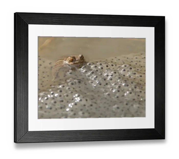 Framed Print : Common Toad (Bufo bufo) adult, beside Common Frog (Rana temporaria) spawn in farm pond, Chipping, Lancashire, England Framed Print : Common Toad (Bufo bufo) adult, beside Common Frog (Rana temporaria) spawn in farm pond, Chipping, Lancashire, England