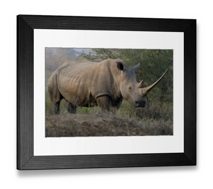 Framed Print : White Rhinoceros (Ceratotherium simum) adult, with exceptionally long horn, Hluhluwe-Umfolozi N. P Framed Print : White Rhinoceros (Ceratotherium simum) adult, with exceptionally long horn, Hluhluwe-Umfolozi N. P
