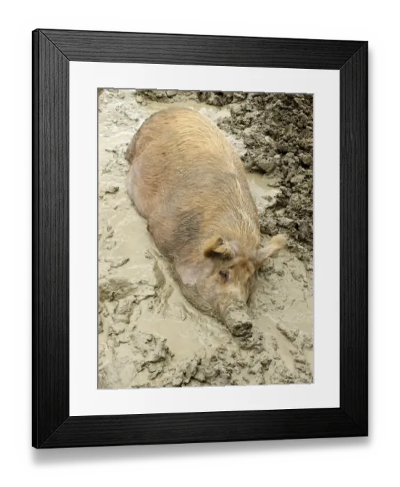 Framed Print : Domestic Pig, Tamworth, adult, wallowing in mud, Midlands, England, june Framed Print : Domestic Pig, Tamworth, adult, wallowing in mud, Midlands, England, june