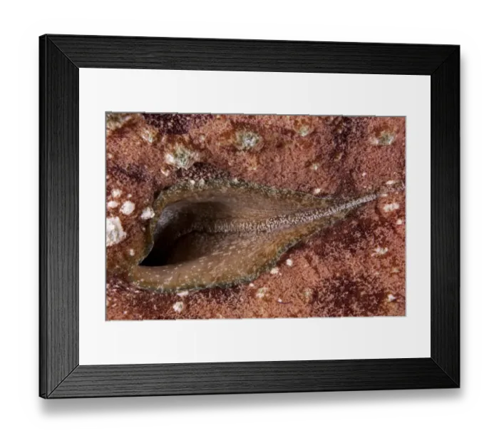 Framed Print : Blunt-end Sea-hare (Dolabella auricularia) adult, close-up of siphon, Tutuntute, Wetar Island, Barat Daya Islands Framed Print : Blunt-end Sea-hare (Dolabella auricularia) adult, close-up of siphon, Tutuntute, Wetar Island, Barat Daya Islands