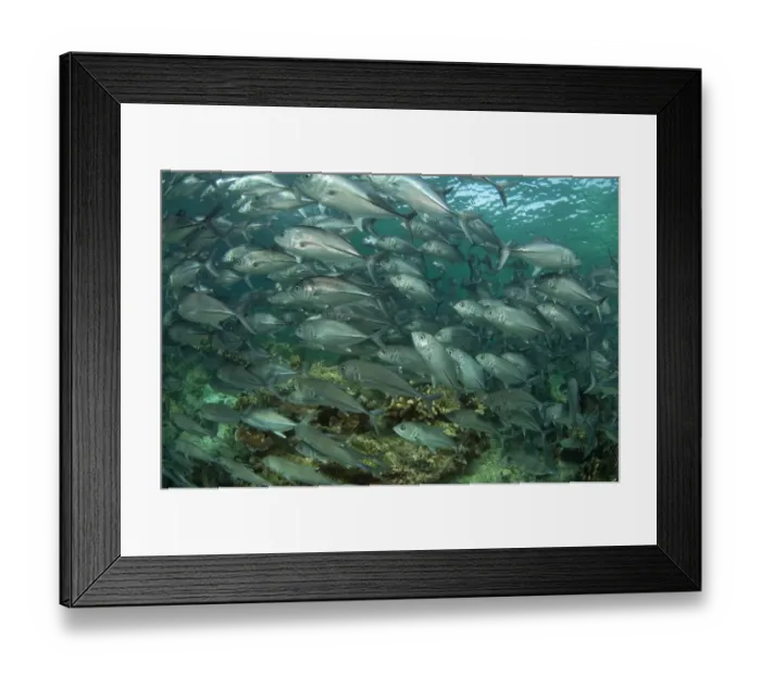 Framed Print : Bigeye Trevally (Caranx sexfasciatus) shoal, swimming over reef, Sipadan Island, Sabah, Borneo, Malaysia Framed Print : Bigeye Trevally (Caranx sexfasciatus) shoal, swimming over reef, Sipadan Island, Sabah, Borneo, Malaysia