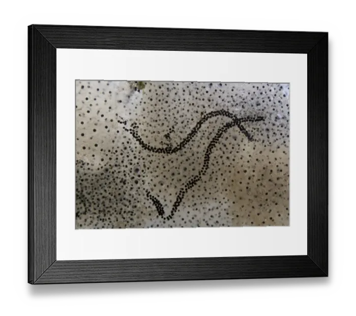 Framed Print : Common Frog (Rana temporaria) and Common Toad (Bufo bufo) spawn in garden pond, Bentley, Suffolk, England, april Framed Print : Common Frog (Rana temporaria) and Common Toad (Bufo bufo) spawn in garden pond, Bentley, Suffolk, England, april