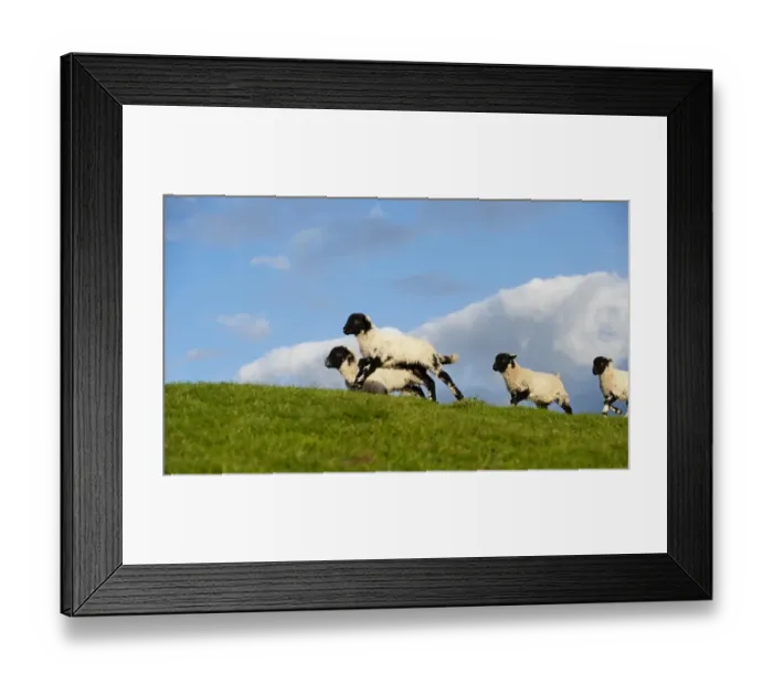 Framed Print : Domestic Sheep, Swaledale, lambs, running and playing in evening sunshine, England, may Framed Print : Domestic Sheep, Swaledale, lambs, running and playing in evening sunshine, England, may