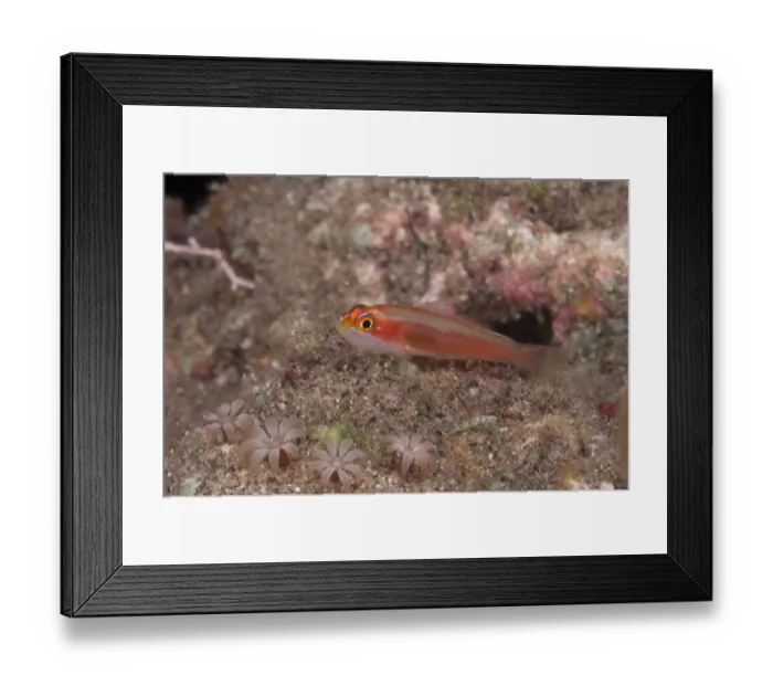 Framed Print : Pale Dwarfgoby (Trimma anaima) adult, on reef at night, Wetar Island, Barat Daya Islands, Lesser Sunda Islands