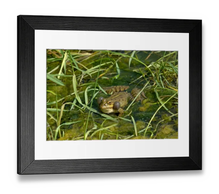 Framed Print : Iberian Marsh Frog (Rana perezi) adult, calling with inflated vocal sacs, at surface of water, Villafafila, Zamora Framed Print : Iberian Marsh Frog (Rana perezi) adult, calling with inflated vocal sacs, at surface of water, Villafafila, Zamora