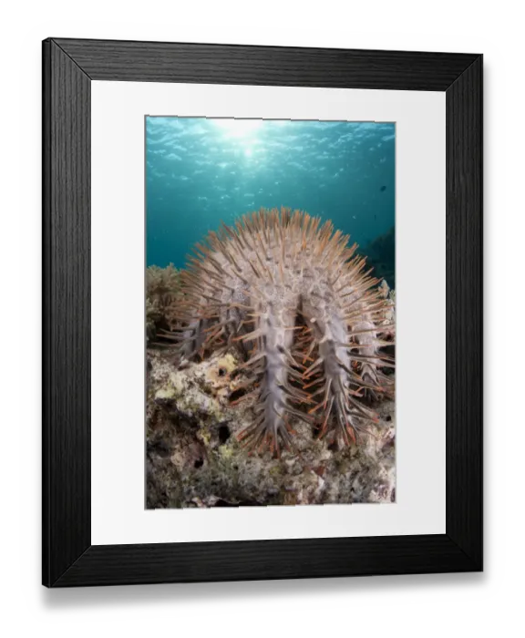 Framed Print : Crown-of-thorns Starfish (Acanthaster planci) adult, on reef, Ternate Island, Maluku Islands, Banda Sea, Indonesia Framed Print : Crown-of-thorns Starfish (Acanthaster planci) adult, on reef, Ternate Island, Maluku Islands, Banda Sea, Indonesia