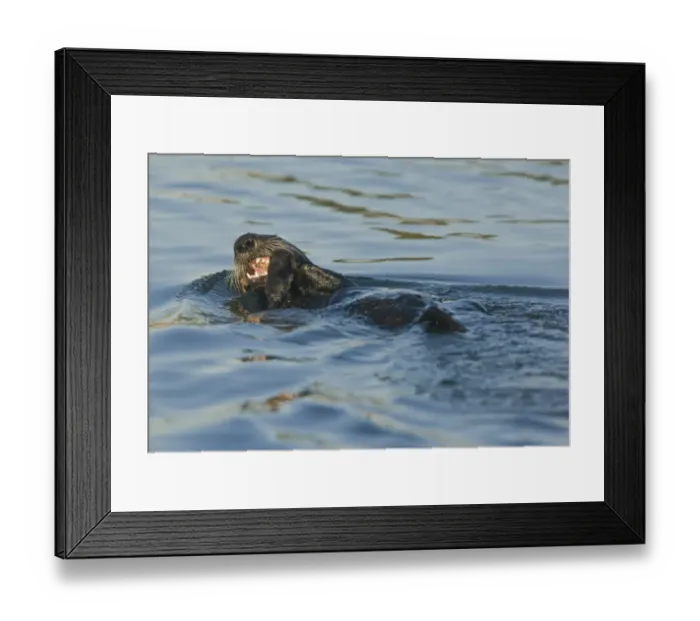 Framed Print : Sea Otter (Enhydra lutris) adult, feeding at surface of sea, Pacific Ocean, Southern California, U. S. A. november Framed Print : Sea Otter (Enhydra lutris) adult, feeding at surface of sea, Pacific Ocean, Southern California, U. S. A. november