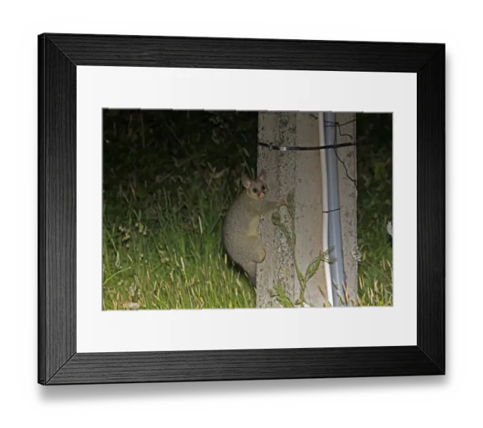 Framed Print : Common Brushtail Possum (Trichosurus vulpecula) introduced species, adult, clinging to telegraph pole at night Framed Print : Common Brushtail Possum (Trichosurus vulpecula) introduced species, adult, clinging to telegraph pole at night
