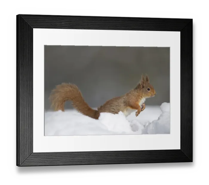 Framed Print : Eurasian Red Squirrel (Sciurus vulgaris) adult, leaping in deep snow, Cairngorm N. P. Highlands, Scotland, march