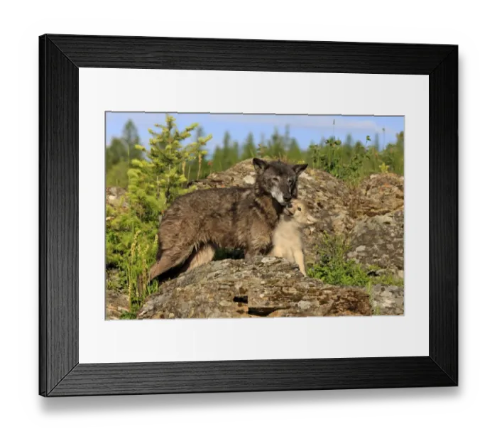 Framed Print : Timber Wolf (Canis lupus) adult female with eight-week old cub, begging for food amongst rocks, Montana, U. S. A Framed Print : Timber Wolf (Canis lupus) adult female with eight-week old cub, begging for food amongst rocks, Montana, U. S. A