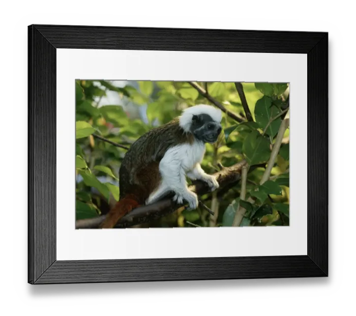 Framed Print : Cotton-top Tamarin (Saguinus oedipus) adult, sitting on branch (captive) Framed Print : Cotton-top Tamarin (Saguinus oedipus) adult, sitting on branch (captive)