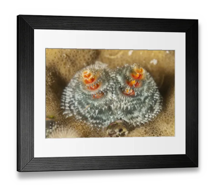 Framed Print : Christmas Tree Worm (Spirobranchus giganteus) filter feeding, Mabul Island, Sabah, Borneo, Malaysia Framed Print : Christmas Tree Worm (Spirobranchus giganteus) filter feeding, Mabul Island, Sabah, Borneo, Malaysia