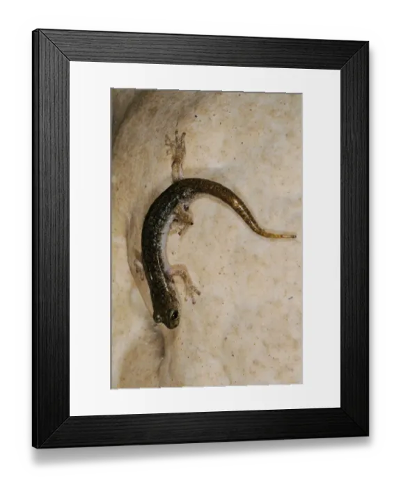 Framed Print : Supramontane Cave Salamander (Speleomantes supramontis) adult, on rock in cave, Sardinia, Italy, june Framed Print : Supramontane Cave Salamander (Speleomantes supramontis) adult, on rock in cave, Sardinia, Italy, june