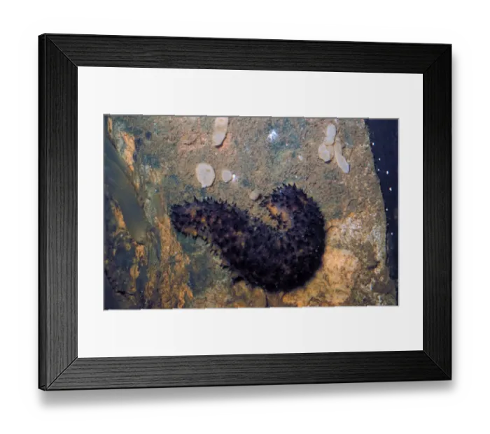 Framed Print : Sea Cucumber Cotton Spinner (Holothuria forrkali) on rock with sponges and sea squirts Framed Print : Sea Cucumber Cotton Spinner (Holothuria forrkali) on rock with sponges and sea squirts