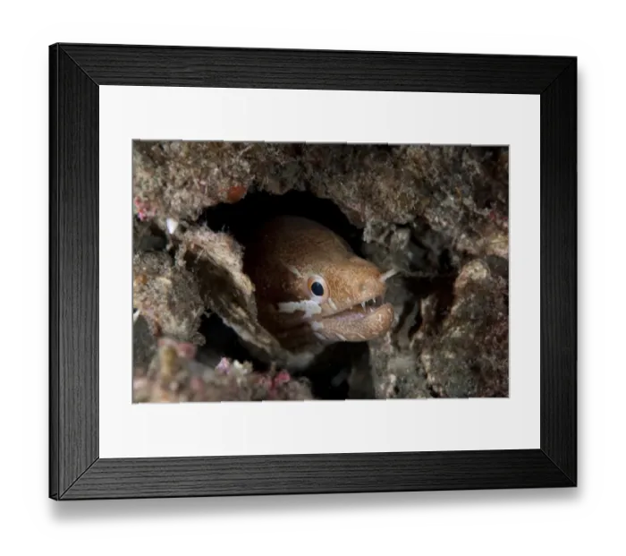 Framed Print : Barred-fin Moray Eel (Gymnothorax zonipectus) adult, close-up of head, sheltering in crevice, Lembeh Island, Sulawesi Framed Print : Barred-fin Moray Eel (Gymnothorax zonipectus) adult, close-up of head, sheltering in crevice, Lembeh Island, Sulawesi