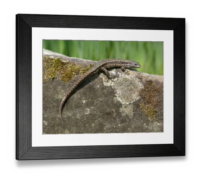 Framed Print : Common Lizard (Zootoca vivipara) adult male, basking on moss and Lichen covered stone, Italy, april Framed Print : Common Lizard (Zootoca vivipara) adult male, basking on moss and Lichen covered stone, Italy, april