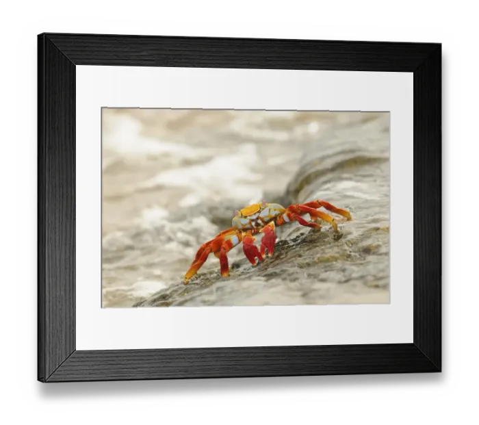 Framed Print : Sally Lightfoot Crab (Grapsus grapsus) adult, standing on rock with wave flowing over, Galapagos Islands