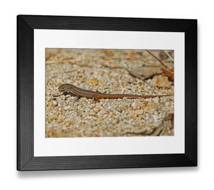 Framed Print : Large Psammodromus (Psammodromus algirus) adult, feeding, Portugal, october Framed Print : Large Psammodromus (Psammodromus algirus) adult, feeding, Portugal, october