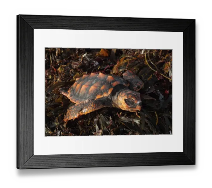 Framed Print : Loggerhead Turtle (Caretta caretta) dead juvenile, washed up on beach, Cornwall, England, january Framed Print : Loggerhead Turtle (Caretta caretta) dead juvenile, washed up on beach, Cornwall, England, january