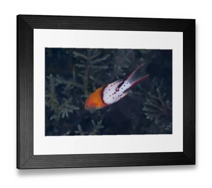 Framed Print : Lyretail Hogfish (Bodianus anthioides) adult, swimming in reef at night, Wetar Island, Barat Daya Islands