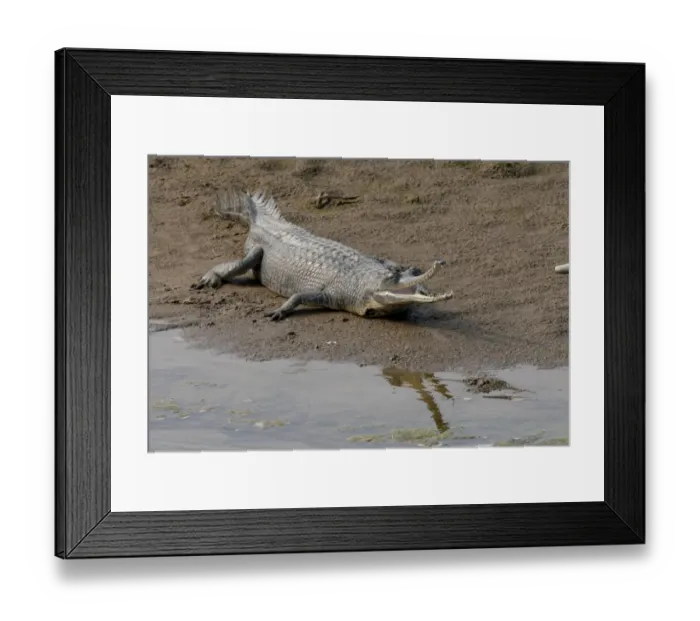 Framed Print : Gharial (Gavialis gangeticus) adult, mouth open, resting on sandbank beside water, Chitwan N. P. Nepal, january Framed Print : Gharial (Gavialis gangeticus) adult, mouth open, resting on sandbank beside water, Chitwan N. P. Nepal, january