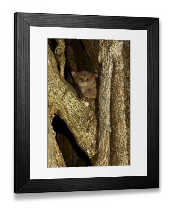 Framed Print : Spectral Tarsier (Tarsius tarsier) adult, sitting in tree at night, Tangkoko Reserve, Sulawesi, Indonesia Framed Print : Spectral Tarsier (Tarsius tarsier) adult, sitting in tree at night, Tangkoko Reserve, Sulawesi, Indonesia