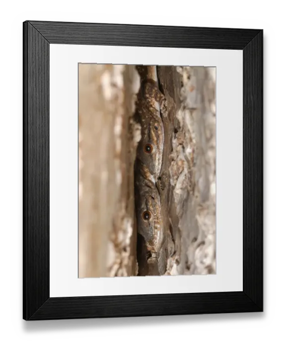 Framed Print : Thicktail Day Gecko (Phelsuma mutabilis) adult pair, hiding in crevice of tree trunk in spiny forest Framed Print : Thicktail Day Gecko (Phelsuma mutabilis) adult pair, hiding in crevice of tree trunk in spiny forest
