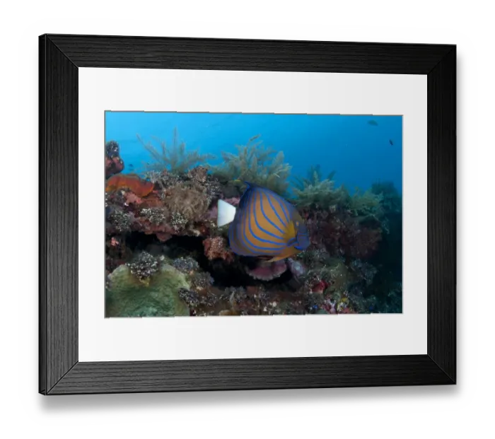 Framed Print : Blue-ringed Angelfish (Pomacanthus annularis) adult, swimming over coral encrusted shipwreck, Liberty Wreck, Tulamben Framed Print : Blue-ringed Angelfish (Pomacanthus annularis) adult, swimming over coral encrusted shipwreck, Liberty Wreck, Tulamben