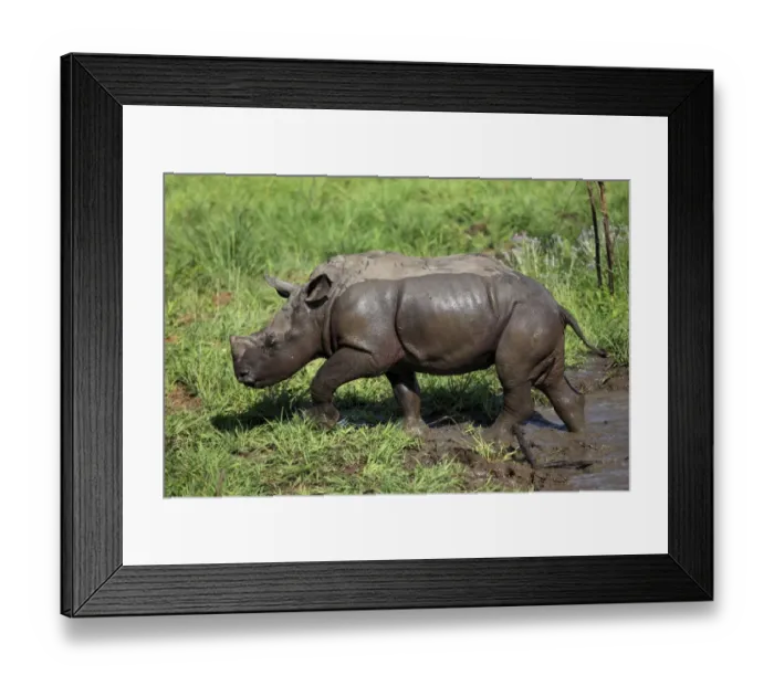 Framed Print : White Rhinoceros (Ceratotherium simum) baby, walking out of muddy pool, Sabi Sabi Game Reserve, Kruger N. P Framed Print : White Rhinoceros (Ceratotherium simum) baby, walking out of muddy pool, Sabi Sabi Game Reserve, Kruger N. P
