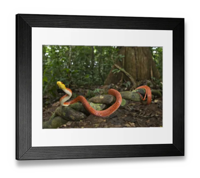 Framed Print : Yellow-headed Calico Snake (Oxyrhopus formosus) adult, climbing on liana in forest habitat Framed Print : Yellow-headed Calico Snake (Oxyrhopus formosus) adult, climbing on liana in forest habitat