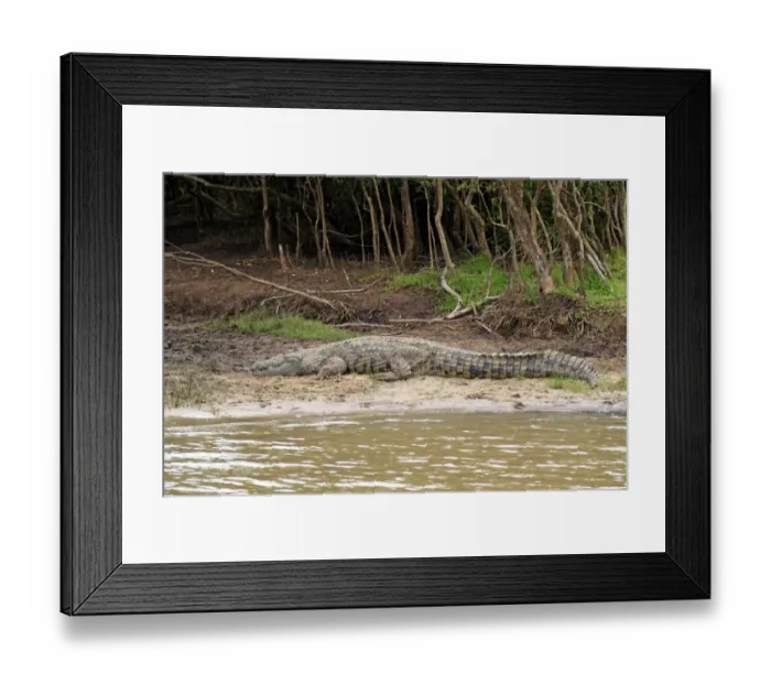 Framed Print : Nile Crocodile (Crocodylus niloticus) adult, resting on riverbank, St. Lucia Wetland Park, iSimangaliso Wetland Park Framed Print : Nile Crocodile (Crocodylus niloticus) adult, resting on riverbank, St. Lucia Wetland Park, iSimangaliso Wetland Park