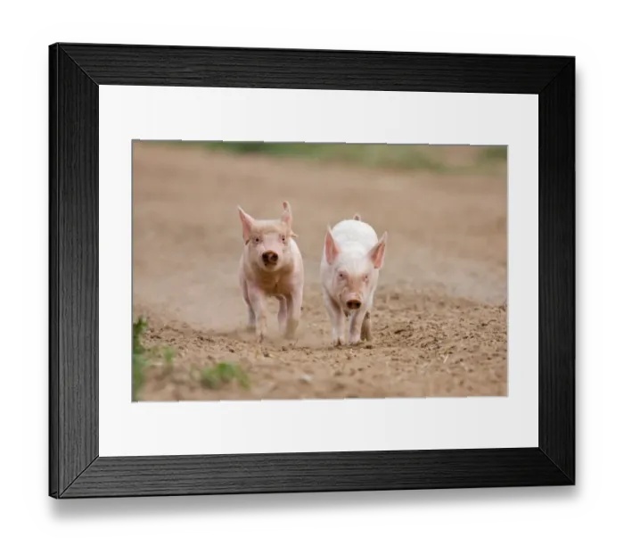 Framed Print : Domestic Pig, Large White x Landrace x Duroc, two frerange piglets, running, on outdoor unit, England, june Framed Print : Domestic Pig, Large White x Landrace x Duroc, two frerange piglets, running, on outdoor unit, England, june