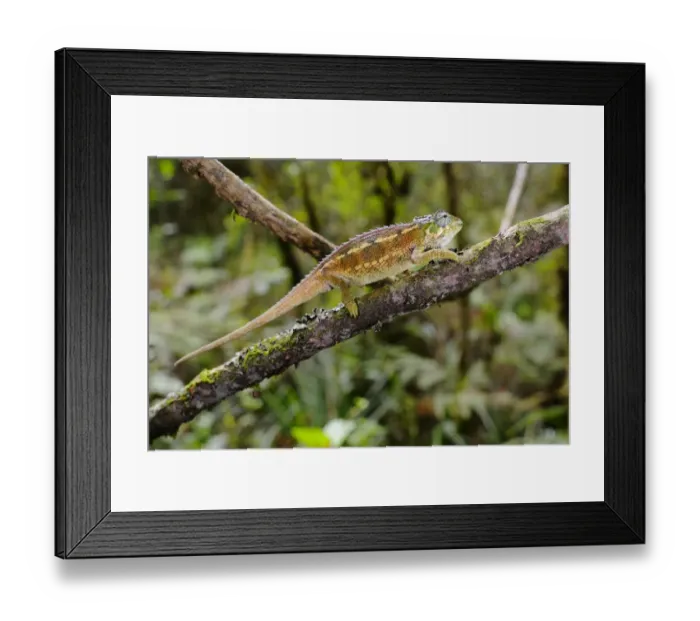 Framed Print : Rough Chameleon (Trioceros rudis) adult, walking along branch in montane rainforest, Nyungwe Forest N. P. Rwanda Framed Print : Rough Chameleon (Trioceros rudis) adult, walking along branch in montane rainforest, Nyungwe Forest N. P. Rwanda