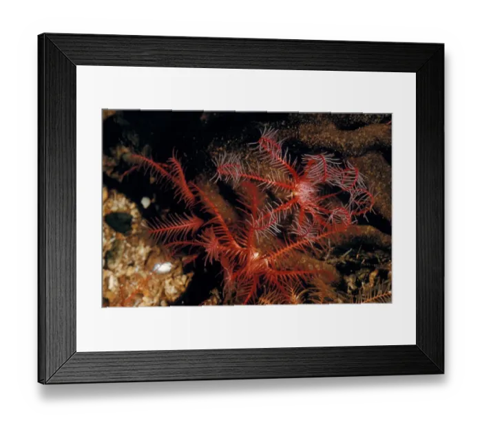 Framed Print : Feather-star - Rosy (Antedon bifida) close-up Framed Print : Feather-star - Rosy (Antedon bifida) close-up