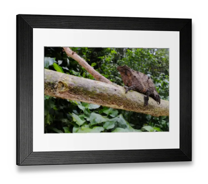 Framed Print : Boulengers Pygmy Chameleon (Rhampholeon boulengeri) adult, on branch in montane rainforest, Nyungwe Forest N. P. Rwanda Framed Print : Boulengers Pygmy Chameleon (Rhampholeon boulengeri) adult, on branch in montane rainforest, Nyungwe Forest N. P. Rwanda