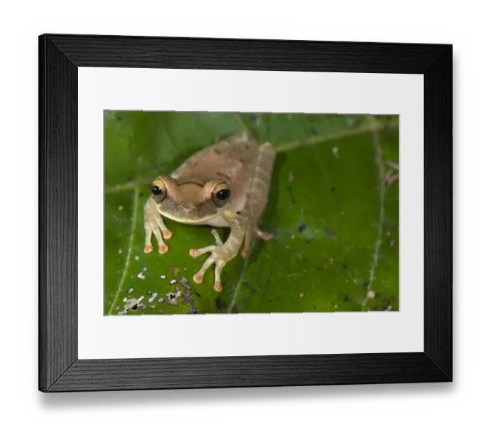Framed Print : Slender-legged Treefrog (Osteocephalus sp. ) adult, sitting on leaf, Los Amigos Biological Station, Madre de Dios Framed Print : Slender-legged Treefrog (Osteocephalus sp. ) adult, sitting on leaf, Los Amigos Biological Station, Madre de Dios